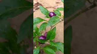 gardening chilli plants agriculture greenchilly garden mirchikikheti [upl. by Erma]