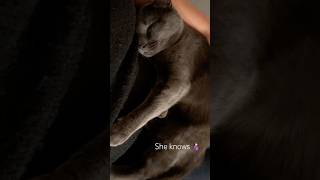 My cat Missy knows 🤰🏻❤️🩶 lullaby furbaby cat cuddle sweet shorts reaction pregnancy [upl. by Auod699]