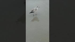 Ring Billed Gull at Hilton Head Island beach nature [upl. by Tila]