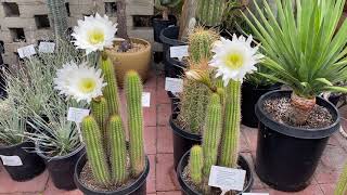 Trichocereus spachianus quotGolden Torch Cactusquot [upl. by Anoek576]