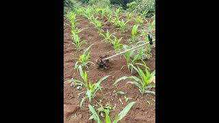 Portable Soil Scarifier Working On Corn Field Tools Easyway Easywork [upl. by Torry]