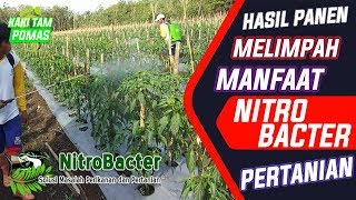 Manfaat NITROBACTER Untuk PERTANIAN  Bakteri Nitrifikasi [upl. by Arehsat]