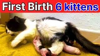 Struggling Cat Gives Birth To 6 Kittens [upl. by Etnovaj]