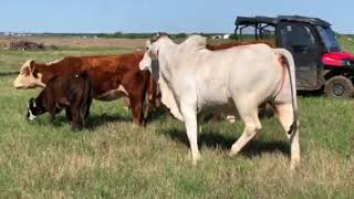 3 Hereford Pair and Brahman Bull 300  Cattle for sale [upl. by Lazare]