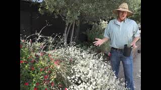 Buckwheat Eriogonum [upl. by Sidoon889]