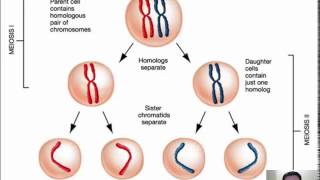 33  Meiosis 12 [upl. by Tore63]