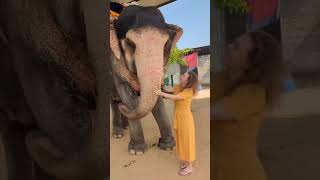 Elephant Activity with Enjoy Haathi Goan [upl. by Callery]