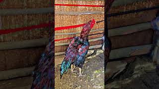 Aseel murga 🐓 Aseel murga shoq  Aseel kokar  Viral video  For You  birdshome [upl. by Jemena]