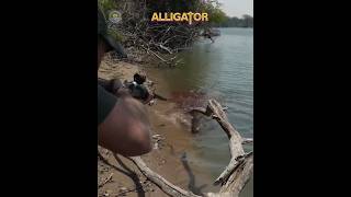 Alligator और Crocodile में क्या  अंतर है ll FactsMine factstrending viralshorts [upl. by Delores456]