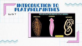 Introduction to platyhelminthes flatworms [upl. by Ahseram504]