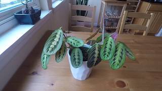 A Day in the Life of a Maranta [upl. by Haridan434]