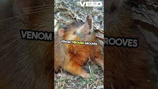 Meet the Venomous Solenodon a Rare Wonder [upl. by Arlan]