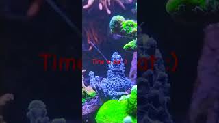 Coral feeding tentacle on unown Acropora [upl. by Hanschen]