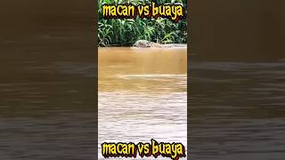 macan vs buaya fyp shortvideo [upl. by Sublett372]