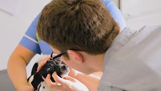 Level 3 Diploma in Veterinary Nursing at The College of Animal Welfare [upl. by Nosnej]