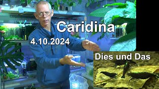 Zwerggarnelen Caridina Dies und Das zum Nachdenken und sehen was die Garnelen so machen [upl. by Nnyrat262]