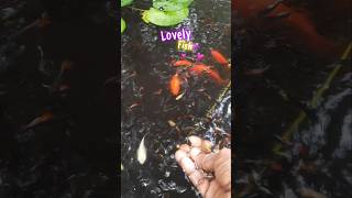 💕Feeding our lovely fish🐟🐠  Adwaitham Diaries  Guppyyyyy🥰 [upl. by Llenoj]