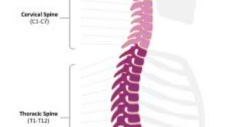 GREY MATTER OF SPINAL CORD Part 2 [upl. by Cristy956]