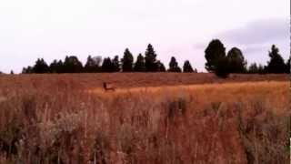 6 point elk shot in Leadore Idaho [upl. by Tcideneb]