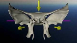 Sphenoid in craniosacral movement [upl. by Ohploda]