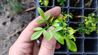 I Accidentally Discovered a Better Tasting Trifoliate Orange The Next Poncirus [upl. by Nylcoj]