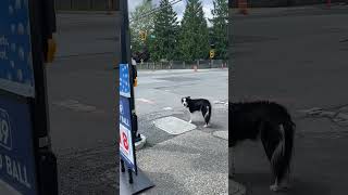 OFF LEASH BORDER COLLIE Lets Go bordercollie doglife [upl. by Melantha]