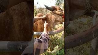 Injection Against Ticks in Cow vet animals veterinarymedicine [upl. by Llertnad]