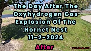 The Large Hornet Nest Explosion The Day After 1122024 [upl. by Oirasec656]