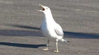 Ringbilled Gulls quotLoafingquot at the Port Royal Boat Landing [upl. by Tara715]