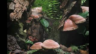 Shiitake Mushroom Growing Timelaspe  椎茸 68 [upl. by Celene979]