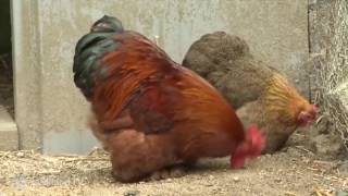 Les poules dornement  Jardiland FR TV [upl. by Ylloj]