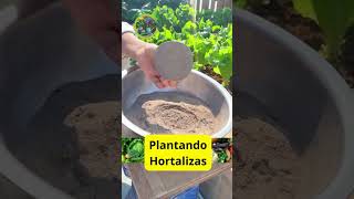 Guía completa para plantar lechuga y apio en tu jardín [upl. by Ortiz152]