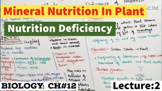 Mineral Nutrition In Plants Macronutrients and Micronutrients In plants  Deficiency of Nutrients [upl. by Greenleaf]