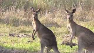 Kangaroo Sounds and Pictures for Teaching [upl. by Aurelie]