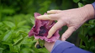 Rapaura Springs Garden Marlborough amp Studio Home Gardening  Barewood Garden 1 Min [upl. by Noelyn291]