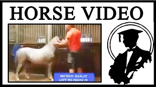 Do Not Watch The Horse Video [upl. by Catharine]