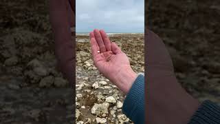 Botany Bay Beach Broadstairs  Kent  England [upl. by Novit]