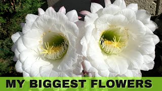 My Big Twin Cactus Blooms  Echinopsis candicans  cactus [upl. by Choong]