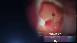 What a Baby Looks Like During the First Trimester  WebMD [upl. by Divadnahtanoj890]