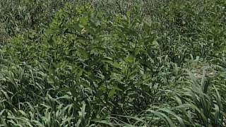 Weed of the Week 593  Hemp Dogbane From Ag PhD 593 81609 [upl. by Onil]