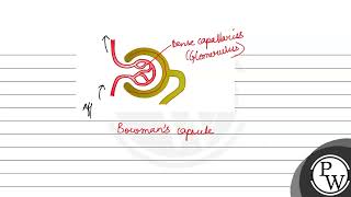 Ultrafiltration occurs in a glomerulus when A hydrostatic pressure exceeds osmotic pressure [upl. by Easlehc]