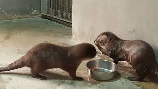 Otters enjoying fish meal [upl. by Riella332]