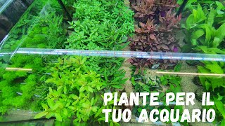 PIANTE PER IL VOSTRO ACQUARIO  Video dei nuovi arrivi [upl. by Cara186]