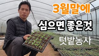 텃밭 작물 추위에 강한 3월말에 심을 만한 작물들 추천 [upl. by Trinidad306]