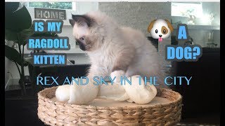 IS MY RAGDOLL KITTEN A DOG [upl. by Daffy]