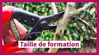 La taille de formation des arbres fruitiers en axe vertical [upl. by Helfant]