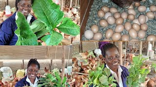 Guidelines to follow when using herbal remedies in your poultry farming 🙏 [upl. by Teresa]