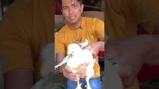 Sembelih ayam sendiri skill potong daging ayam chicken cuttingskills shorts short [upl. by Atikin793]