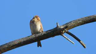 SIVSPURV  EMBERIZA SCHOENICLUS [upl. by Spatz357]