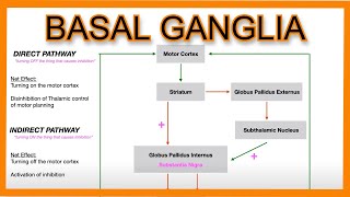 Basal Ganglia Direct vs Indirect Pathways [upl. by Ollehcram996]